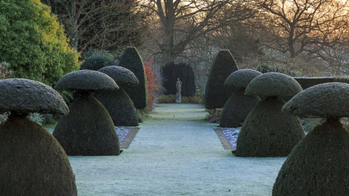 Mushroom shaped yew topiary on either side of a grassy avenue with bare trees in the background in winter